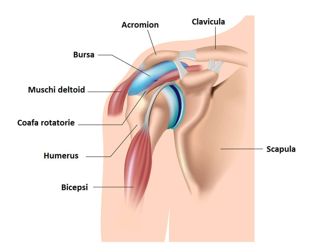 inflamația mușchilor și ligamentelor tratamentului articulațiilor umărului