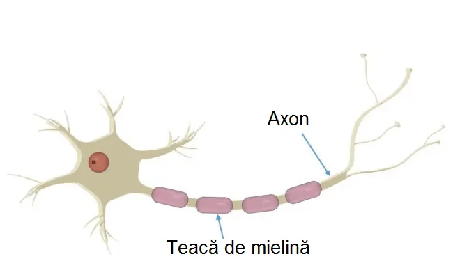 axonul si teaca de mielina